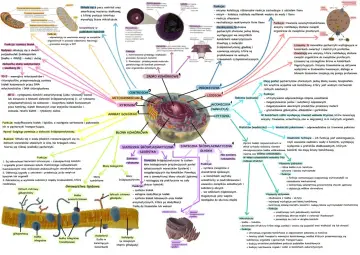 Schemat komórki eukariotycznej z zaznaczonymi organellami i ich funkcjami, kluczowy dla zrozumienia **biologii komórki**.