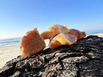 Klejnoty Bałtyku, jak rozpoznać bursztyn? Kilka kawałków bursztynu na ciemnym, chropowatym drewnie, na tle plaży i morza.