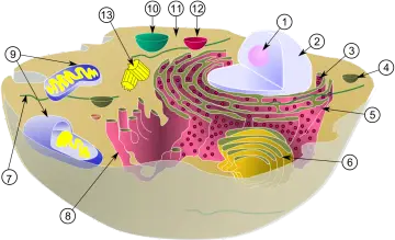 Schematyczny przekrój komórki zwierzęcej z jądrem, mitochondriami, aparatem Golgiego i retikulum endoplazmatycznym.