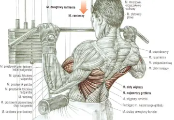 Anatomia mięśni podczas ściągania drążka do klatki. Widoczne mięśnie ramion, pleców i klatki piersiowej.