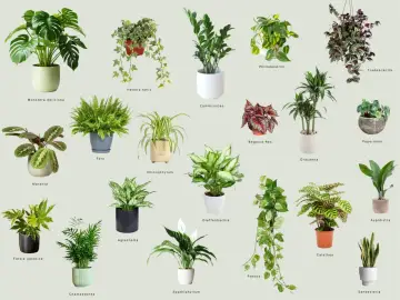 Jak wybrać rośliny do ciemnego przedpokoju, które wyglądają jak żywe? Monstera, zamiokulkas, skrzydłokwiat i inne zielone cuda.