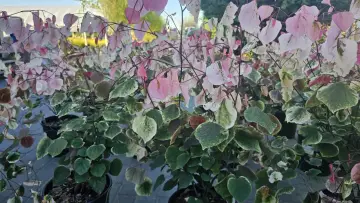 Krzewy judaszowca odmiany 'Variegata' zachwycają liśćmi w odcieniach zieleni, bieli i różu.