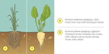 Ilustracja pokazuje roślinę z korzeniem palowym, łodygą i liśćmi, obok trawy z korzeniem wiązkowym.