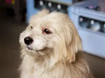 Uroczy mieszaniec shih tzu z yorkiem o jasnej sierści, z uwagą wpatrujący się w bok.