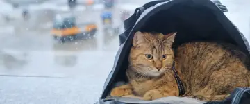 Kot w transporterze czeka na podróż. W tle widać lotnisko, a deszcz pada na szybę. To jego paszport dla kota na nowe przygody.