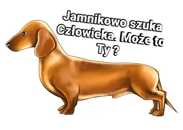 Jamnik szuka człowieka. Może to Ty? Oddam jamnika w dobre ręce.