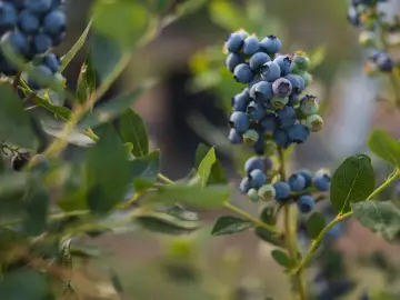 Arándanos maduros en una rama, llenos de vitaminas y listos para ser cosechados.