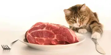 Kot patrzy na talerz z surowym mięsem, obok leży nóż i widelec.