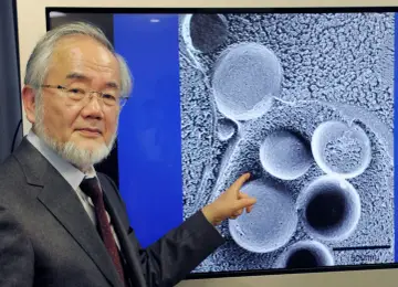 Profesor Yoshinori Ohsumi, laureat Nagrody Nobla, wskazuje na obraz mikroskopowy komórek, ilustrujący proces autofagii.