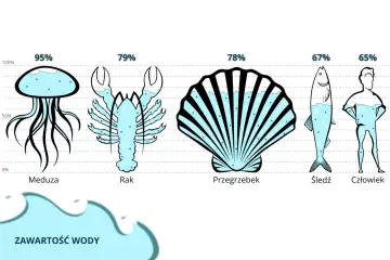 Ilustracja pokazuje zawartość wody w organizmach: meduza (95%), rak (79%), przegrzebek (78%), śledź (67%) i człowiek (65%). To pokazuje, jak ważne są warunki życia w wodzie dla klas 4.