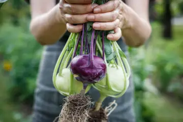 Hände halten frisch geernteten Kohlrabi mit Wurzeln. Ein lila Kohlrabi sticht hervor, umgeben von hellgrünen Exemplaren.