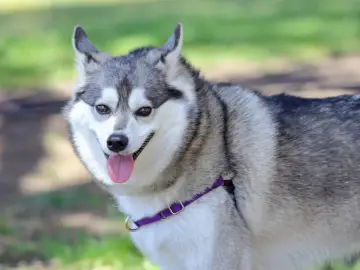 Uśmiechnięty alaskan klee kai z wystawionym językiem, w fioletowej obroży, na tle zieleni.