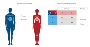 Genotyp XY u mężczyzny i XX u kobiety decyduje o płci potomstwa. Diagram pokazuje dziedziczenie chromosomów płci.