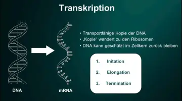 Die Transkription wandelt DNA in mRNA um, ein Schritt der Proteinbiosynthese. Die mRNA-Kopie verlässt den Zellkern zu den Ribosomen.