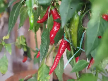 Dojrzała papryczka chili w doniczce, wśród zielonych liści. Kilka czerwonych i zielonych papryczek wisi na łodydze.