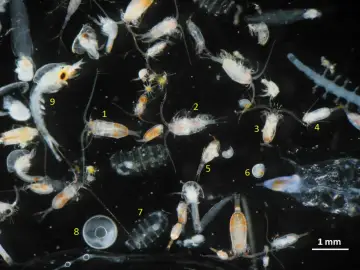 Vielfalt an tierischem Plankton unter dem Mikroskop: Copepoden, Krilllarven und andere winzige Meeresbewohner treiben im Wasser.