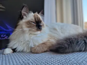 Uroczy ragdoll z niebieskimi oczami leży na miękkim kocu, wyglądając przez okno.
