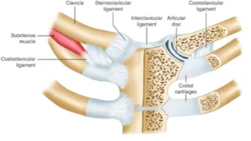 Anatomia stawu mostkowo obojczykowego: obojczyk, mięsień podobojczykowy, więzadła i krążek stawowy.