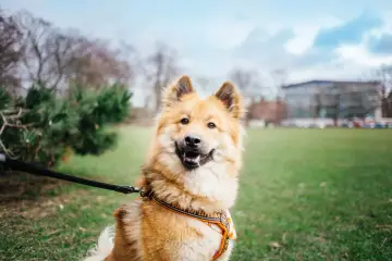 Uśmiechnięty pies na smyczy, gotowy na spacer. W tle park i budynek.