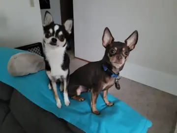 Dwa urocze psy, ratlerek i chihuahua, siedzą na kanapie. Jeden czarno-biały, drugi brązowy.