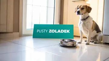 Pies siedzi obok pustej miski i zielonego banera z napisem "PUSTY ŻOŁĄDEK".