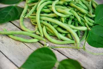 Frische grüne Bohnen, die anmutig auf Holz liegen. Eine köstliche Ernte, die an die giftpflanze des jahres erinnert, aber zum Verzehr bestimmt ist.