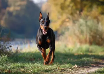 Doberman z naturalnymi uszami biegnie przez trawiasty teren, z rozmazanym tłem jesiennego parku.