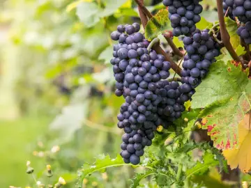 Grappes de cépage Pinot Noir mûres, prêtes à être récoltées pour un vin rouge élégant.