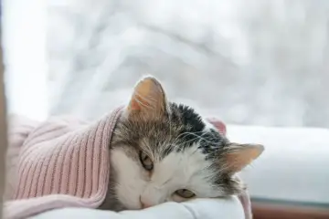 Chory kot zawinięty w różowy sweter, leżący przy oknie.
