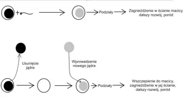 Schemat przedstawia powstawanie zygoty z komórki haploidalnej i plemnika, a następnie jej podziały i rozwój. Pokazano też proces tworzenia komórki diploidalnej z usunięciem jądra i wprowadzeniem nowego.