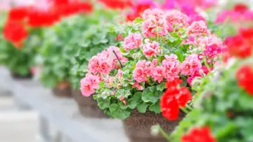 Reich blühende Geranien in Rosa und Rot, ein Zeichen für gute Geranien Pflege.