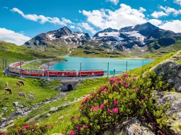 Czerwony pociąg Bernina Express wjeżdża na zakręt nad turkusowym jeziorem, otoczony alpejskimi łąkami i ośnieżonymi szczytami. Idealna wycieczka do Szwajcarii.