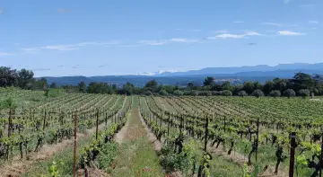 Vignes luxuriantes sous un ciel bleu, s'étendant à perte de vue sur le domaine du Deffends. Au loin, des montagnes enneigées couronnent le paysage.
