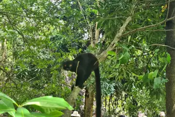 Czarny lemur z żółtymi oczami siedzi na drzewie. Niezwykłe spotkanie podczas wakacji na Madagaskarze.