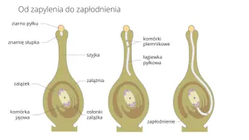Schemat pokazuje, z czego składa się kwiat: ziarno pyłku, znamię słupka, szyjka, zalążnia z zalążkiem, komórką jajową i osłonkami, a także proces zapłodnienia.