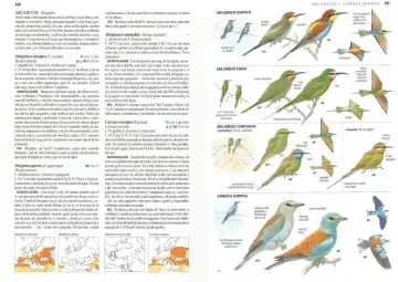 Aves migratorias España: Abejaruco europeo, persa y esmeralda, junto a la carraca europea, ilustrados con detalles de plumaje y distribución.
