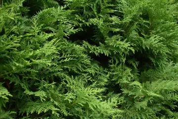 Gęste, zielone gałązki tui tworzą naturalną barierę. Różne rodzaje tui mogą mieć odmienne odcienie zieleni i pokrój.