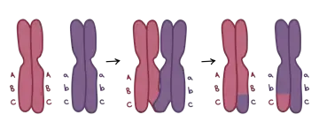 Ilustracja pokazuje, czym jest mitoza: wymianę fragmentów między chromosomami, co prowadzi do rekombinacji genetycznej.