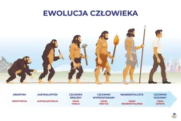 Ilustracja przedstawia etapy ewolucji człowieka: od Ardipiteka, przez Australopiteka, Homo Habilis, Homo Erectus, Neandertalczyka, aż do Homo Sapiens.