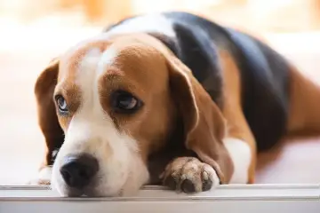 Smutny beagle leży, jego oczy wyrażają cierpienie, jakby czuł ból trzustki objawy.