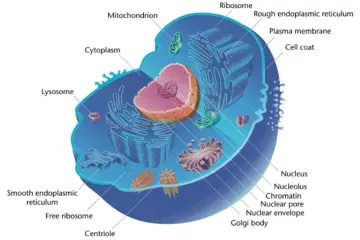 Schematyczna budowa biologia komórka zwierzęca: jądro, mitochondria, siateczka śródplazmatyczna, rybosomy, lizosomy, aparat Golgiego.