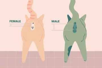Ilustracja pokazuje, jak rozpoznać płeć kota: samiczka ma otwory blisko siebie, samczyk ma większą odległość i widoczne jądra.