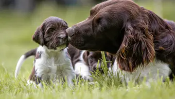 Słodkie szczenięta spaniele do adopcji, jedno z nich całuje mama.