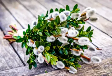 Ein Strauß mit grünen Blättern und weichen, flauschigen Palmkätzchen, bereit für den Palmsonntag.