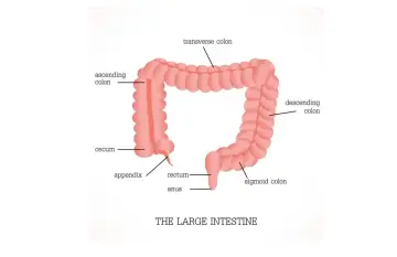 Anatomia jelita grubego: wstępujące, poprzeczne, zstępujące, esowate, kątnica, wyrostek, odbytnica i odbyt. Jelito czcze jest częścią jelita cienkiego.