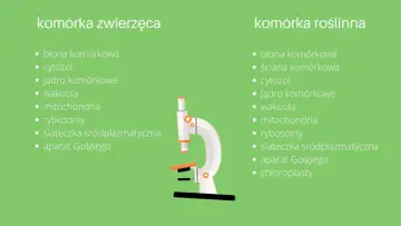 Porównanie budowy komórki zwierzęcej i roślinnej. Mikroskop pomaga odkryć tajemnice komórki.