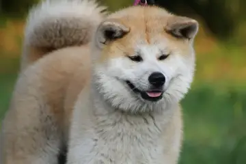 Uśmiechnięty pies rasy akita, z puszystym ogonem zawiniętym na grzbiecie, na tle zieleni.