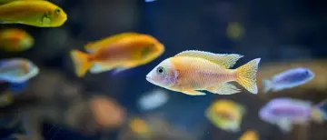 Bunte Fische im Aquarium, ein Beispiel für adaptive Radiation, schwimmen im dunklen Wasser.