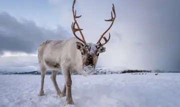 Un reno cubierto de nieve mira a la cámara en un paisaje nevado. Otros animales de la nieve pastan en la distancia.