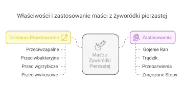 Maść z żyworódki pierzastej ma działania prozdrowotne: przeciwzapalne, przeciwbakteryjne, przeciwgrzybicze, przeciwwirusowe. Zastosowania: gojenie ran, trądzik, przebarwienia, zmęczone stopy.